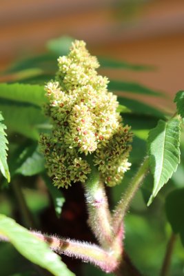 Rhus typhina - škumpa orobincová - květenství